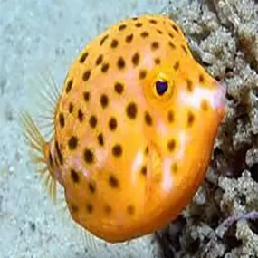 Boxfish Sunshine -  (Anoplocapros inermis)