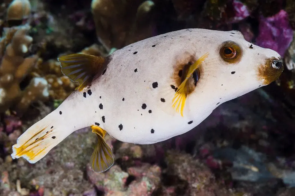 Dogface Puffer - Hush Puppy Fish (Arothron nigropunctatus)