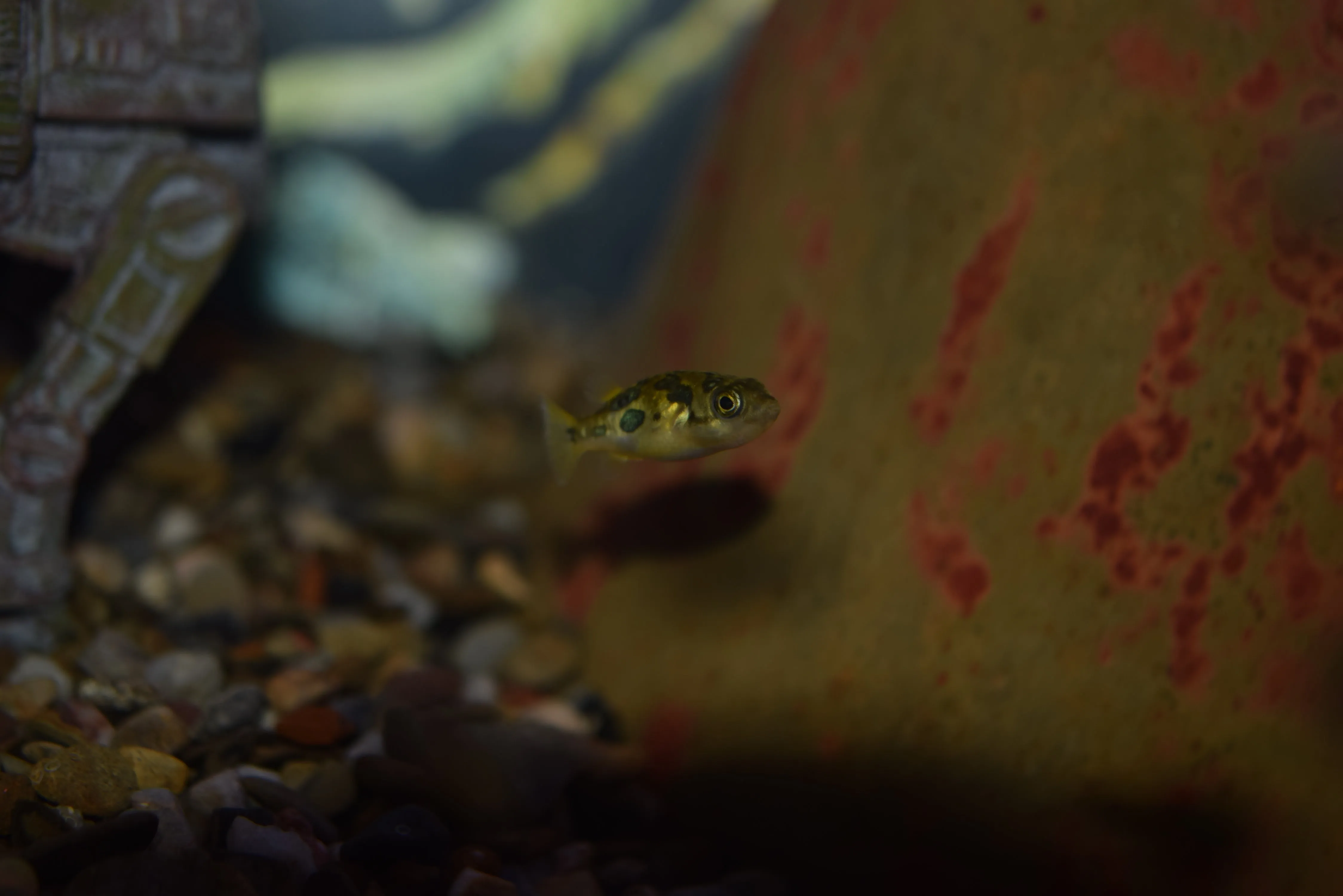 Dwarf Indian Pea Puffer