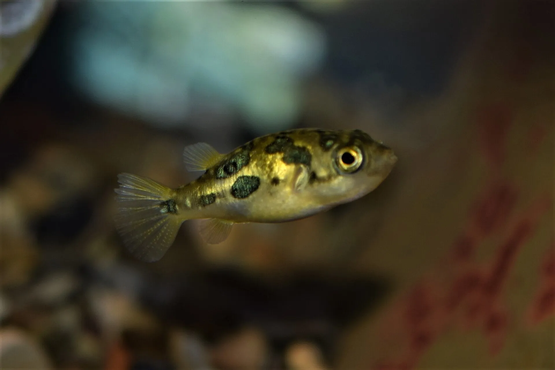 Dwarf Indian Pea Puffer