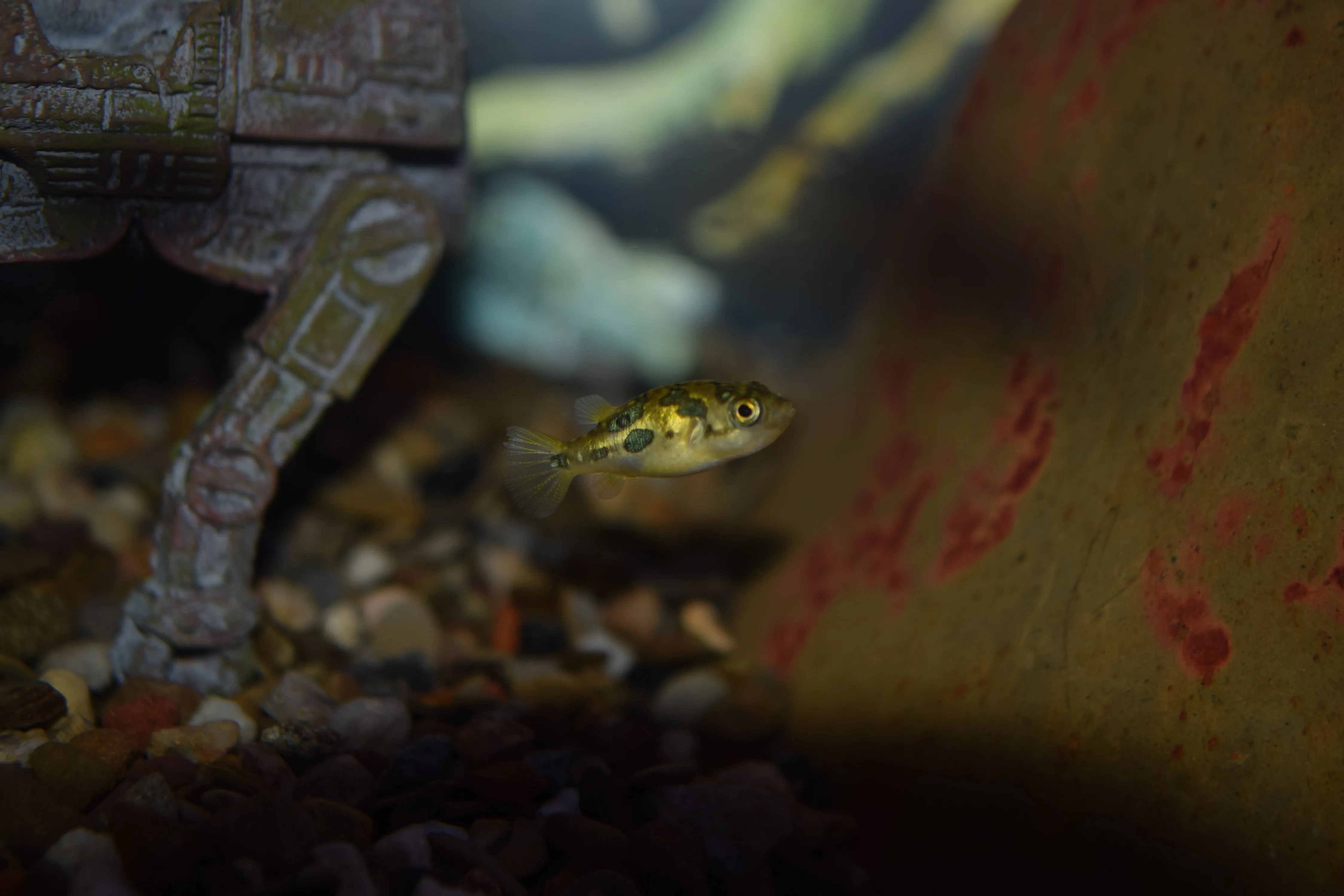 Dwarf Indian Pea Puffer