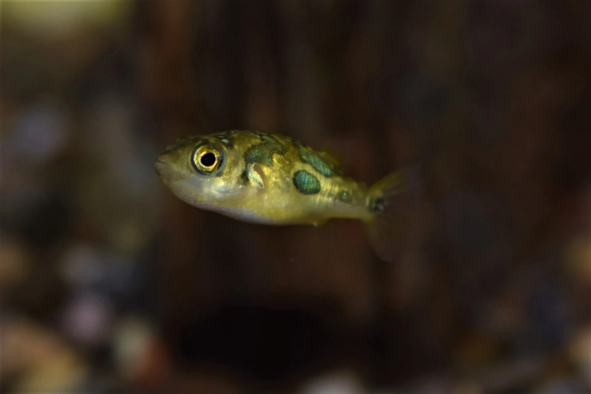 Dwarf Indian Pea Puffer