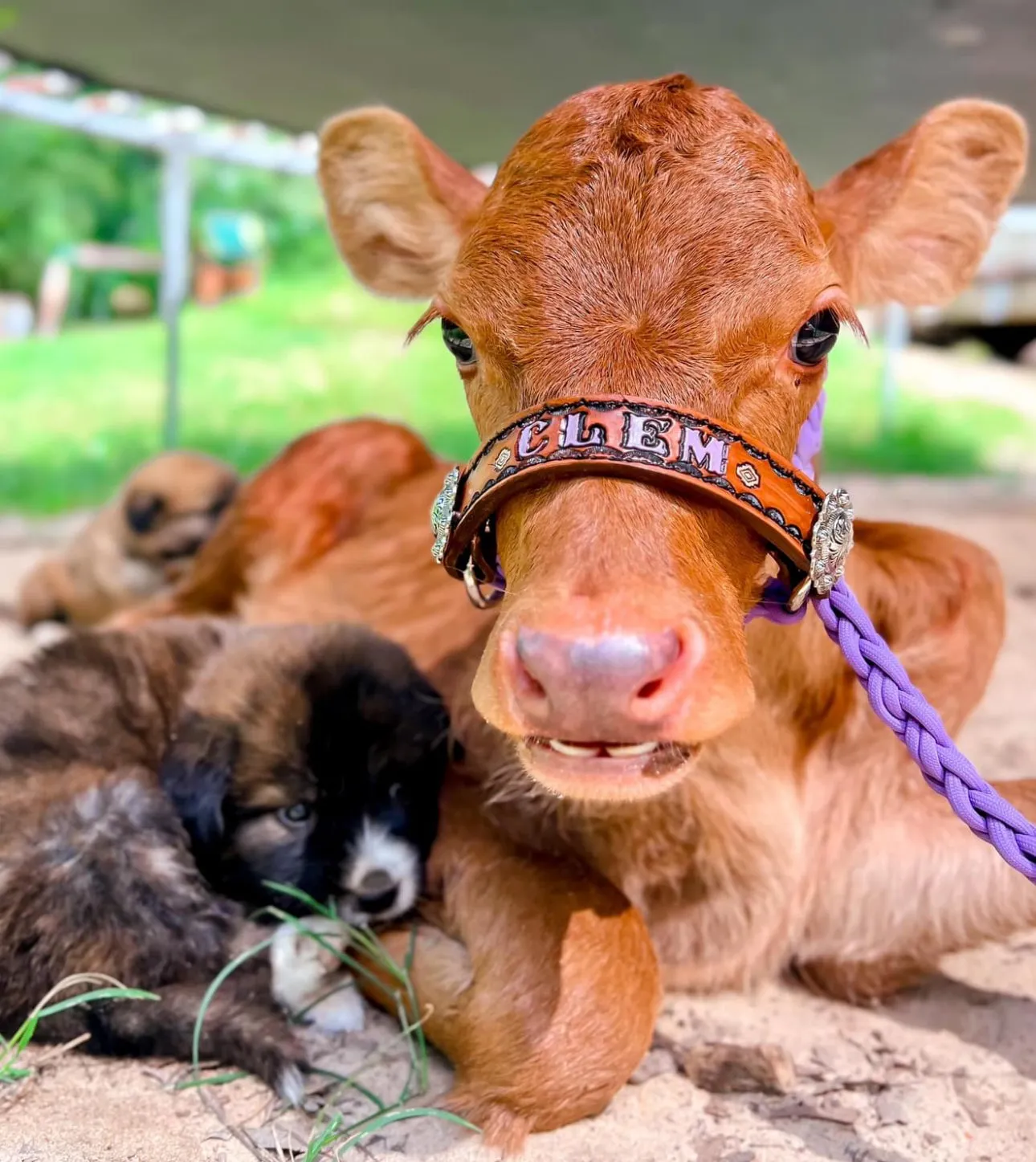 Personalized cow halter small mini cow or calf lots of colors available