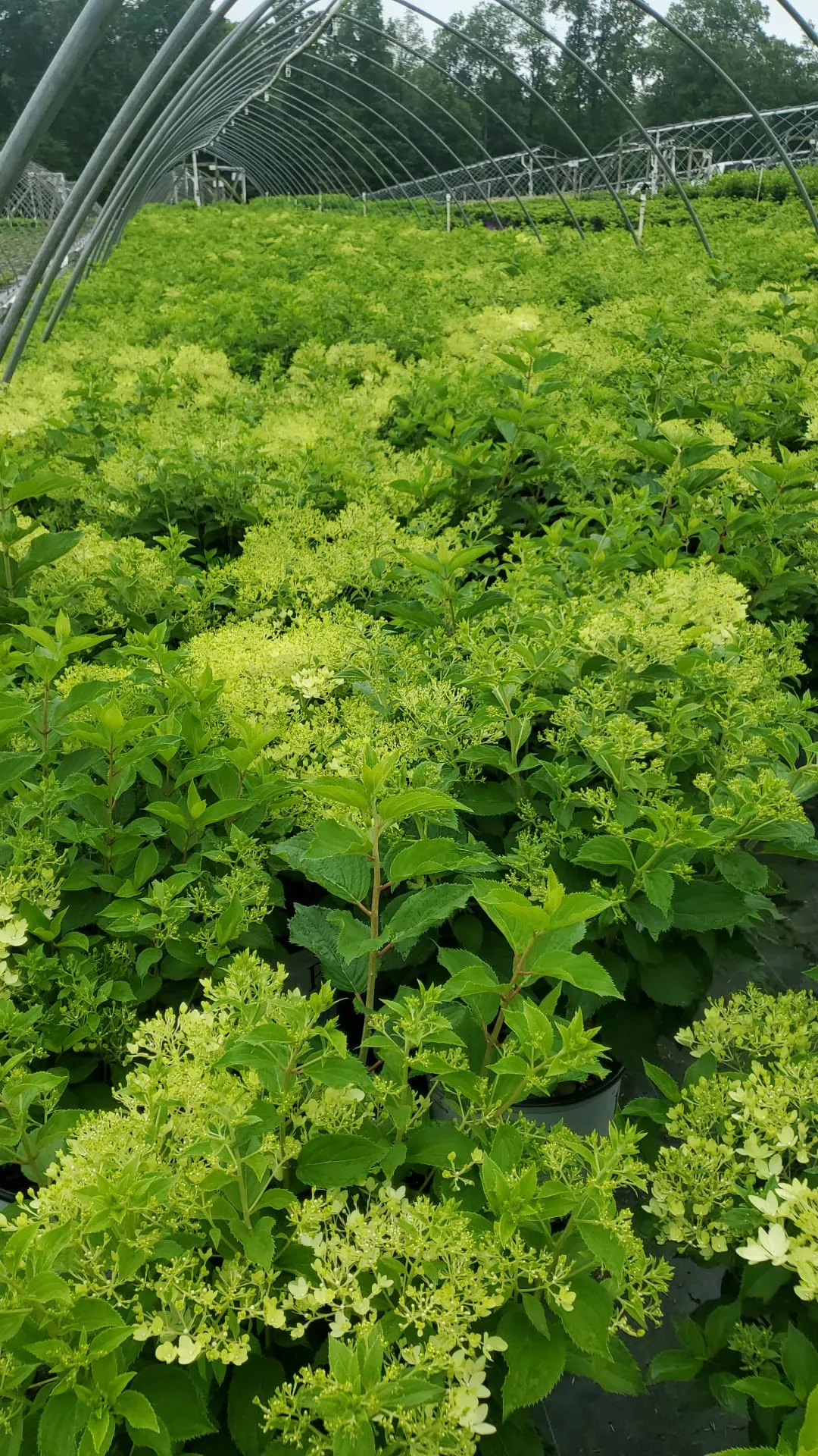 Puffer Fish® Panicle Hydrangea