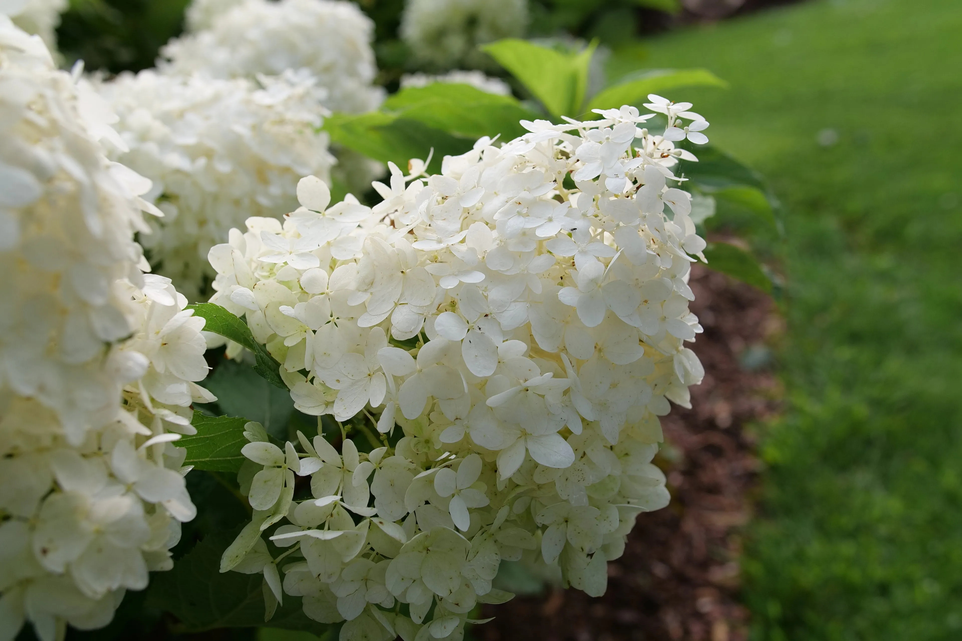 Puffer Fish® Panicle Hydrangea